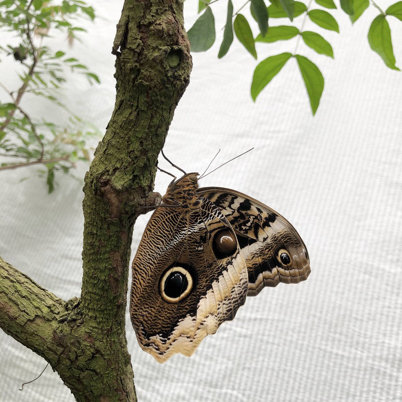 Von der Raupe zum Schmetterling